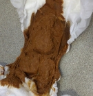 Open Diaper